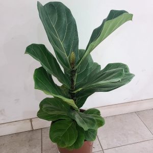 Ficus Lyrata